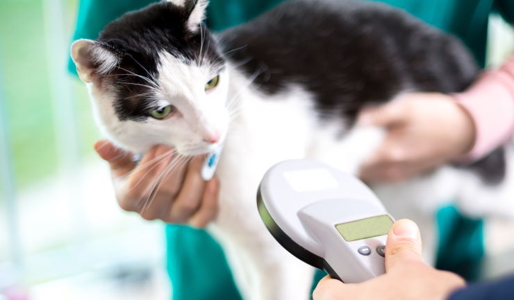 Dierenbescherming vraagt aandacht voor chippen van katten