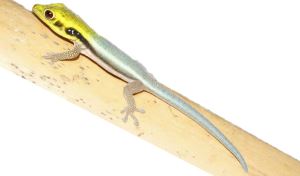 Klemmer's daggekko