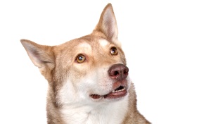 Saarlooswolfhond