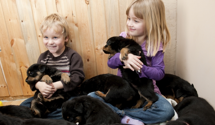 Socialisatie van de pup