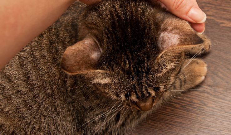 Schimmelinfecties (ringworm) bij de kat