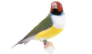 Gouldamadine