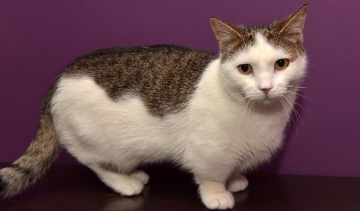 Overzicht erfelijke aandoeningen bij katten
