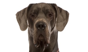 Duitse Dog
