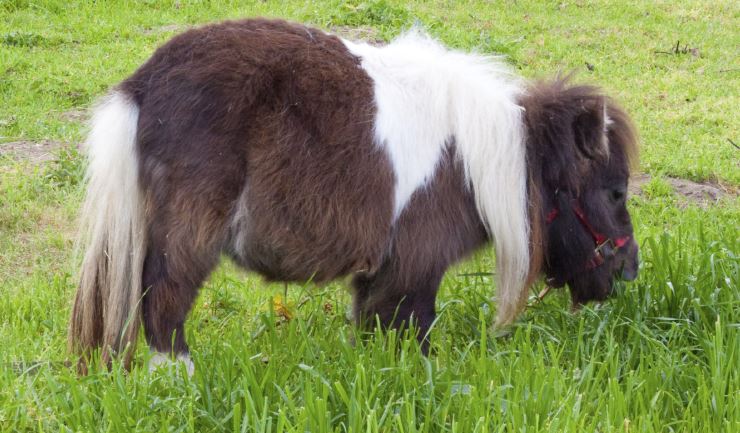 Overzicht erfelijke aandoeningen bij paarden