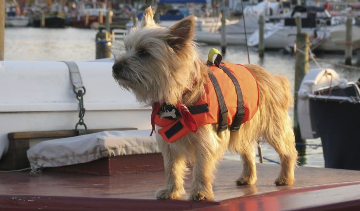 Hond mee naar het water? Let op de veiligheid!