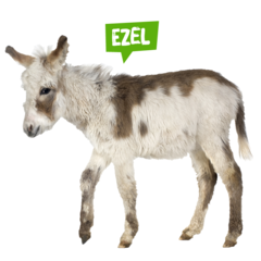 Spreekbeurt ezel