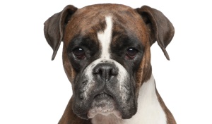 Boxer