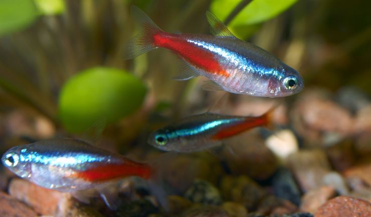 Spreekbeurt neontetra