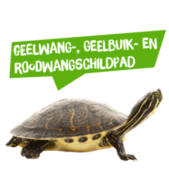 Spreekbeurt geelwang-, geelbuik- en roodwangschildpad
