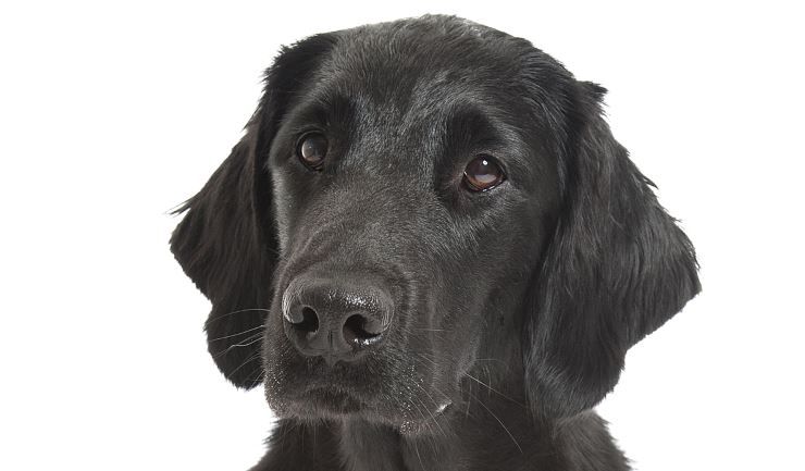 Flatcoated Retriever