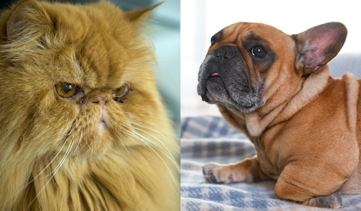 Scoringsformulier voor kortsnuitige honden