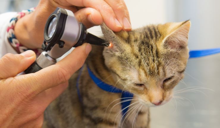 Oorproblemen bij de kat