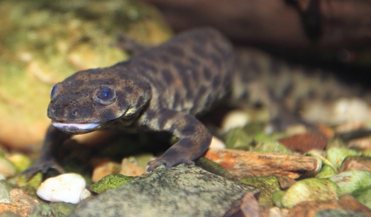 Spaanse ribbensalamander