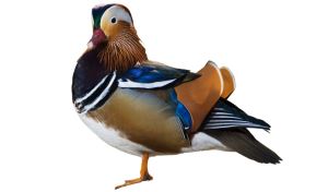 Mandarijneend