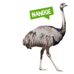 Spreekbeurt nandoe