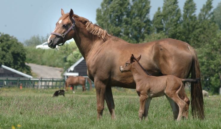 Paard