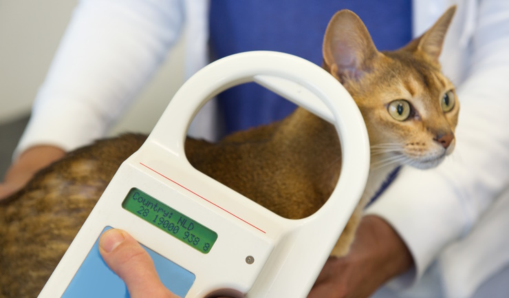 Minister wil chip- en registratieplicht katten invoeren