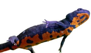 Chinese vuurbuiksalamander