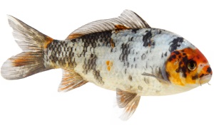 Koi