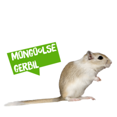 Spreekbeurt Mongoolse gerbil
