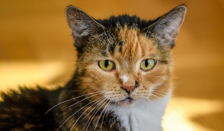 Chronische nierziekte bij de kat