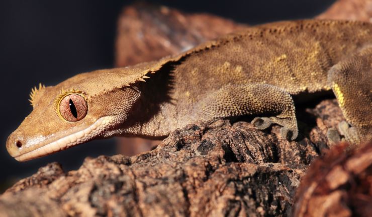 Wimpergekko