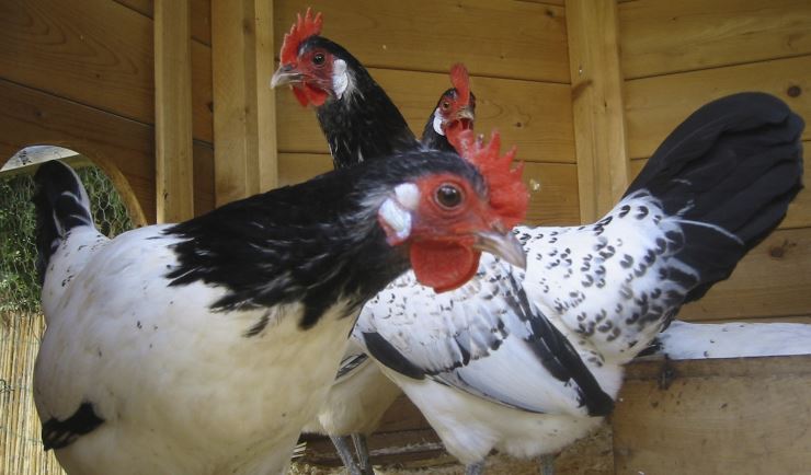 Update vogelgriep: ook regels voor hobbymatige vogelhouders