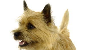 Cairn Terrier