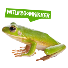 Spreekbeurt witlipboomkikker