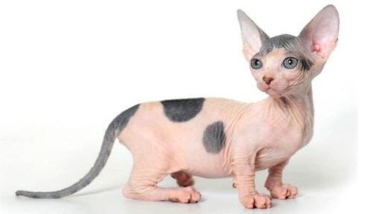 Deskundigenverklaring over welzijnsproblemen Bambino Sphynx