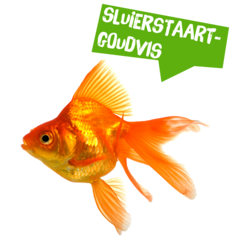 Spreekbeurt sluierstaartgoudvis