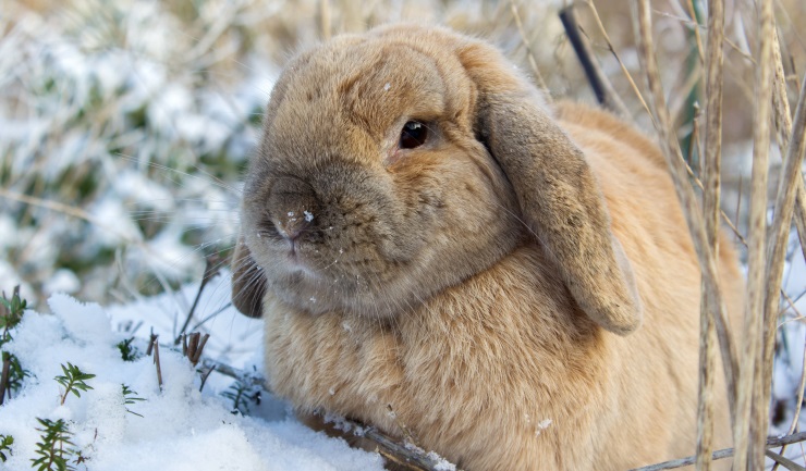 Winter en kou