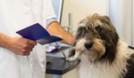 I&R hond voor dierenartsen