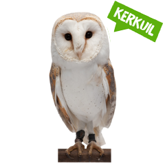 Spreekbeurt kerkuil