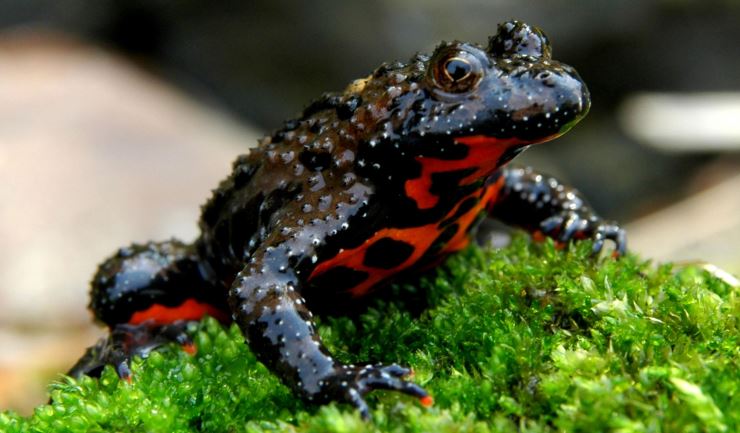 Houd uw terrariumdier gezond!
