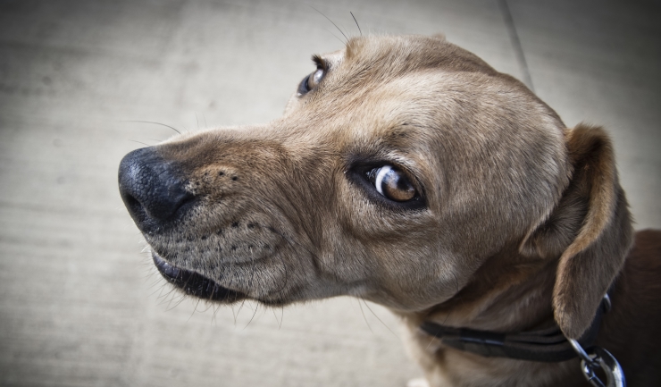 Dreiggedrag van de hond