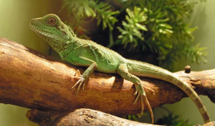 Groene wateragame