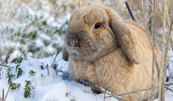Uw huisdier in de winterkou