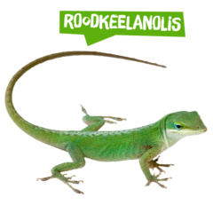 Spreekbeurt roodkeelanolis