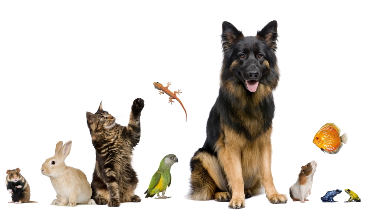 Dierenbescherming lanceert ‘Dier en Mens Wijzer’