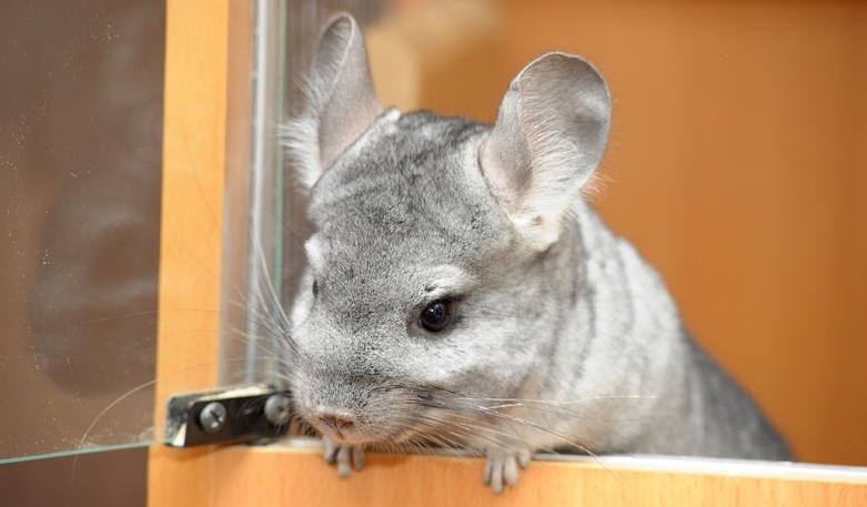 Chinchilla