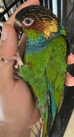 Pyrrhura cruentata