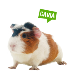 Spreekbeurt cavia