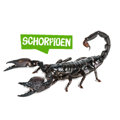 Spreekbeurt schorpioen