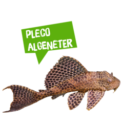 Spreekbeurt pleco algeneter