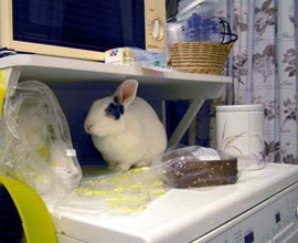 Konijn op wasmachine