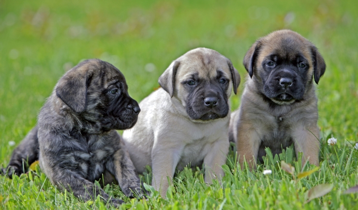 Algemene informatie over puppy's