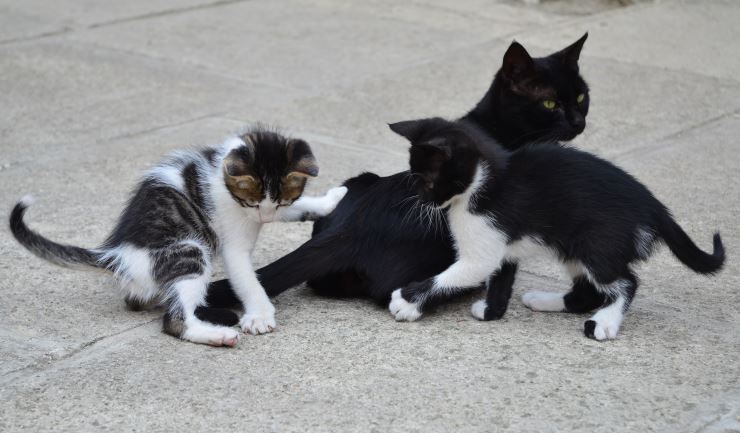 Het gedrag van kittens en jonge katten