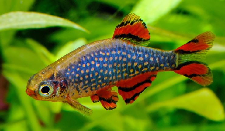 Barbelen, danio's en rasbora's (vissengroep)